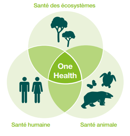 impact-humain-biodiversite L'impact environnemental des activités humaines sur la biodiversité