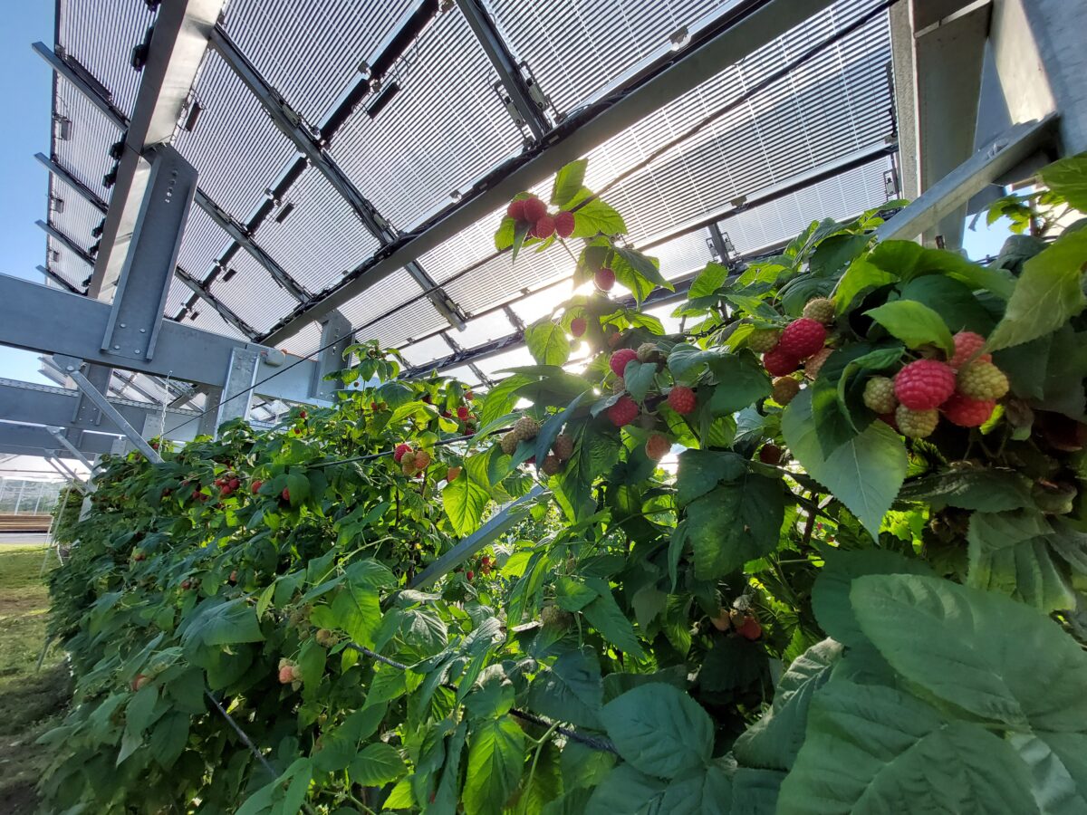 prix-insolight panneau solaire insolight prix