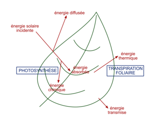 découvrez comment la conversion de l'énergie solaire peut transformer la lumière du soleil en électricité propre et renouvelable. apprenez les technologies, les avantages et les applications de l'énergie solaire pour un avenir durable.