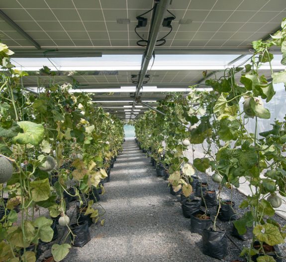 culture-indoor-solaire-4 culture indoor panneau solaire