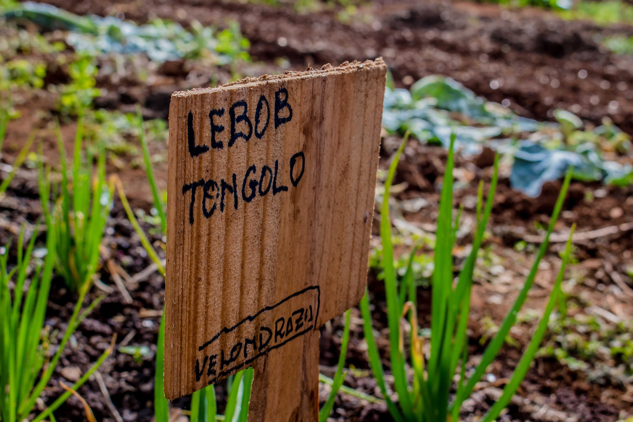 panneau-potager-2-scaled panneau solaire potager