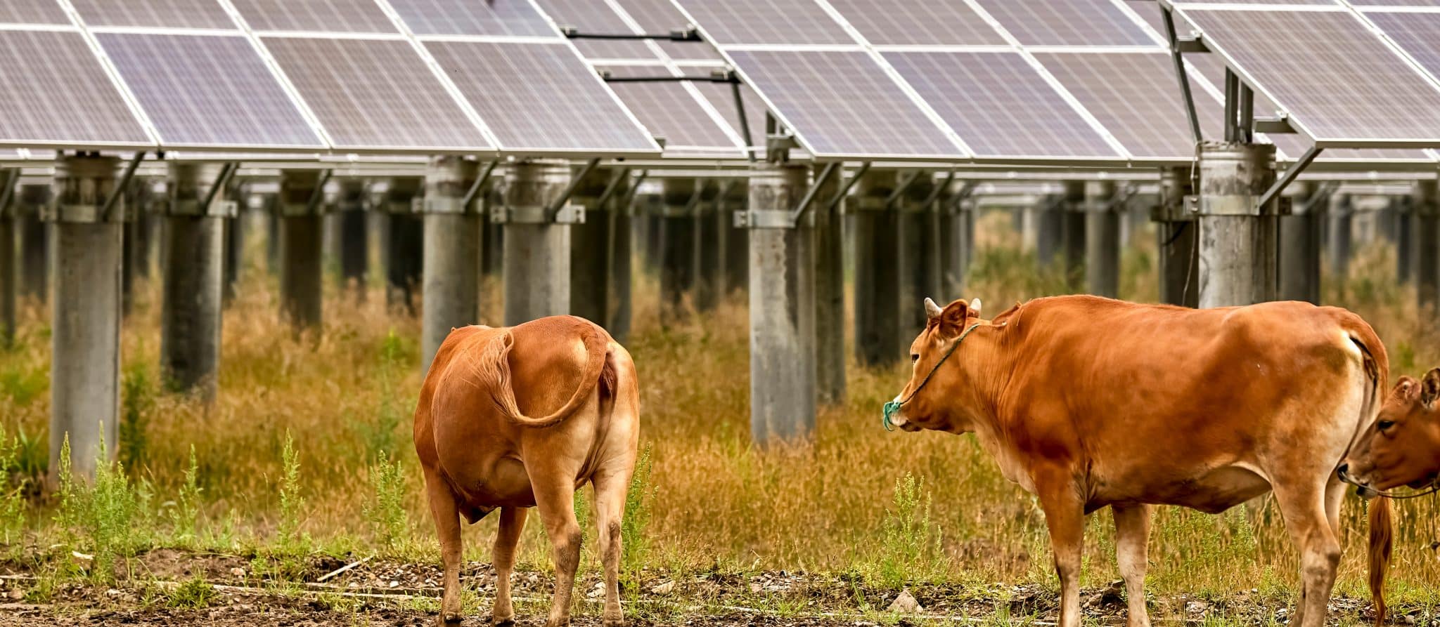 découvrez notre forum dédié aux panneaux solaires agricoles. partagez vos expériences, posez vos questions et apprenez des experts sur l'installation, les coûts et les avantages de l'énergie solaire dans le secteur agricole.