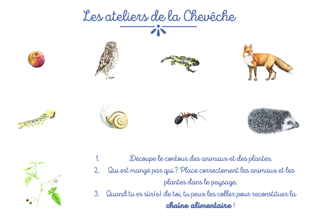 chaine-alimentaire-1 Comprendre la chaîne alimentaire et son item écologique
