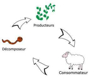 chaine-alimentaire Comprendre la chaîne alimentaire et son item écologique