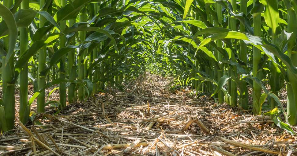 découvrez comment le changement climatique affecte l'agriculture, en influençant les rendements des cultures, la disponibilité de l'eau et la biodiversité. explorez les solutions durables pour atténuer ces impacts et garantir une production alimentaire résiliente.