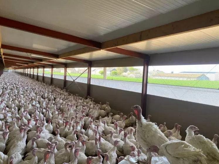 panneau-poulailler-1 panneau solaire poulailler