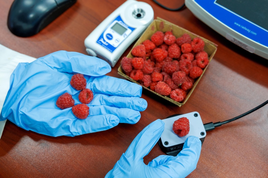 panneau-solaire-framboise-1 raspberry panneau solaire