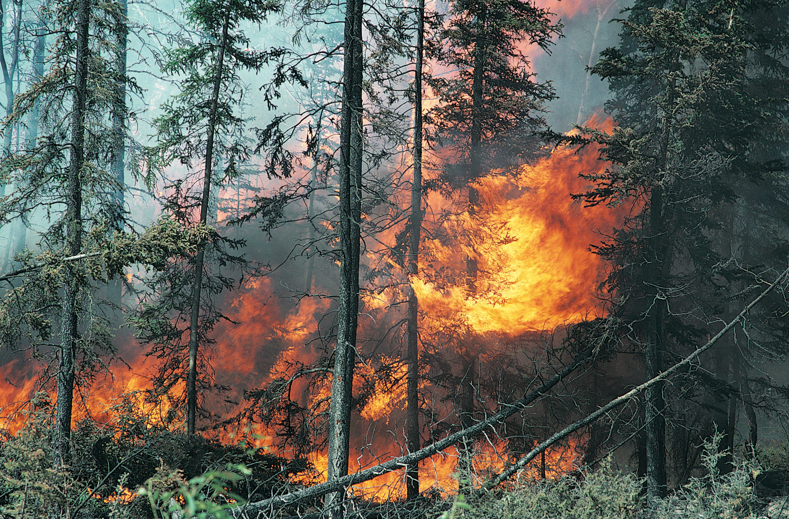 impact-feux-foret-ecosysteme-1 L'impact des feux de forêt sur l'écosystème