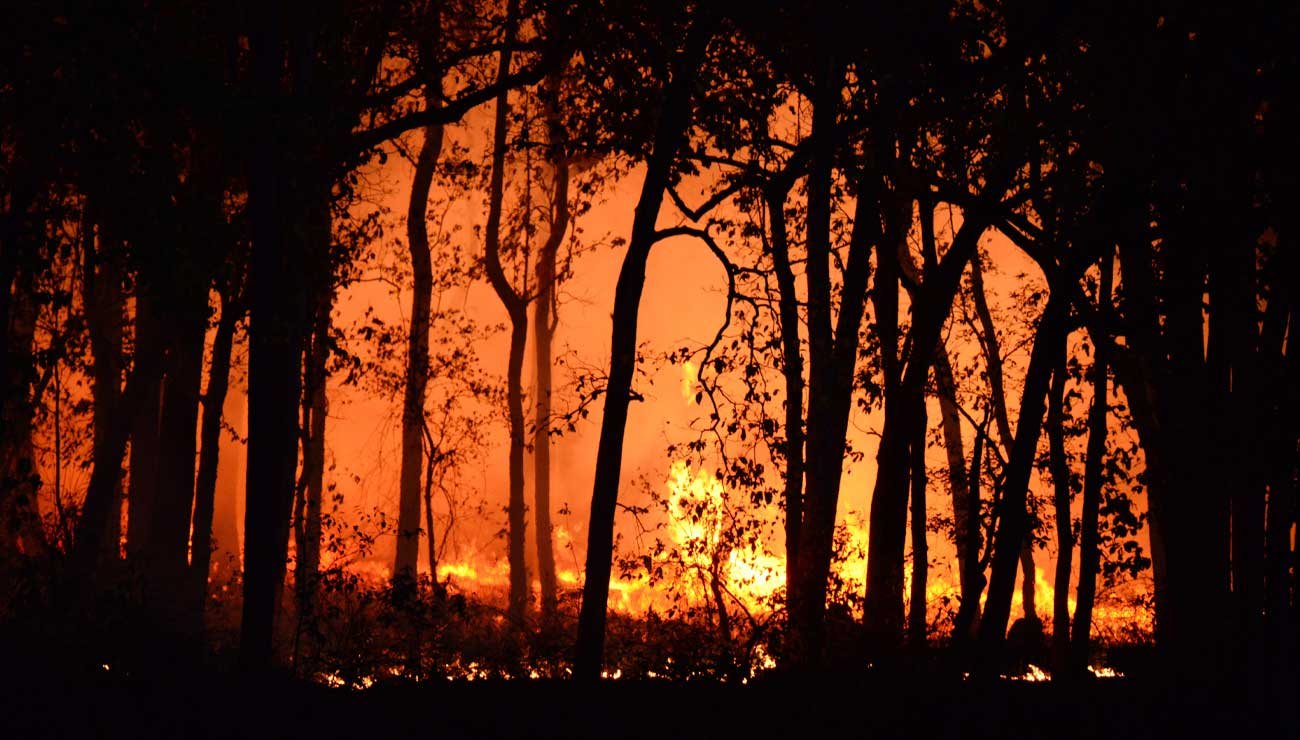 découvrez comment les feux de forêt affectent les écosystèmes, en modifiant la biodiversité, le sol et les cycles de vie. analysons les conséquences environnementales et les enjeux de la protection de la nature face à ces catastrophes.