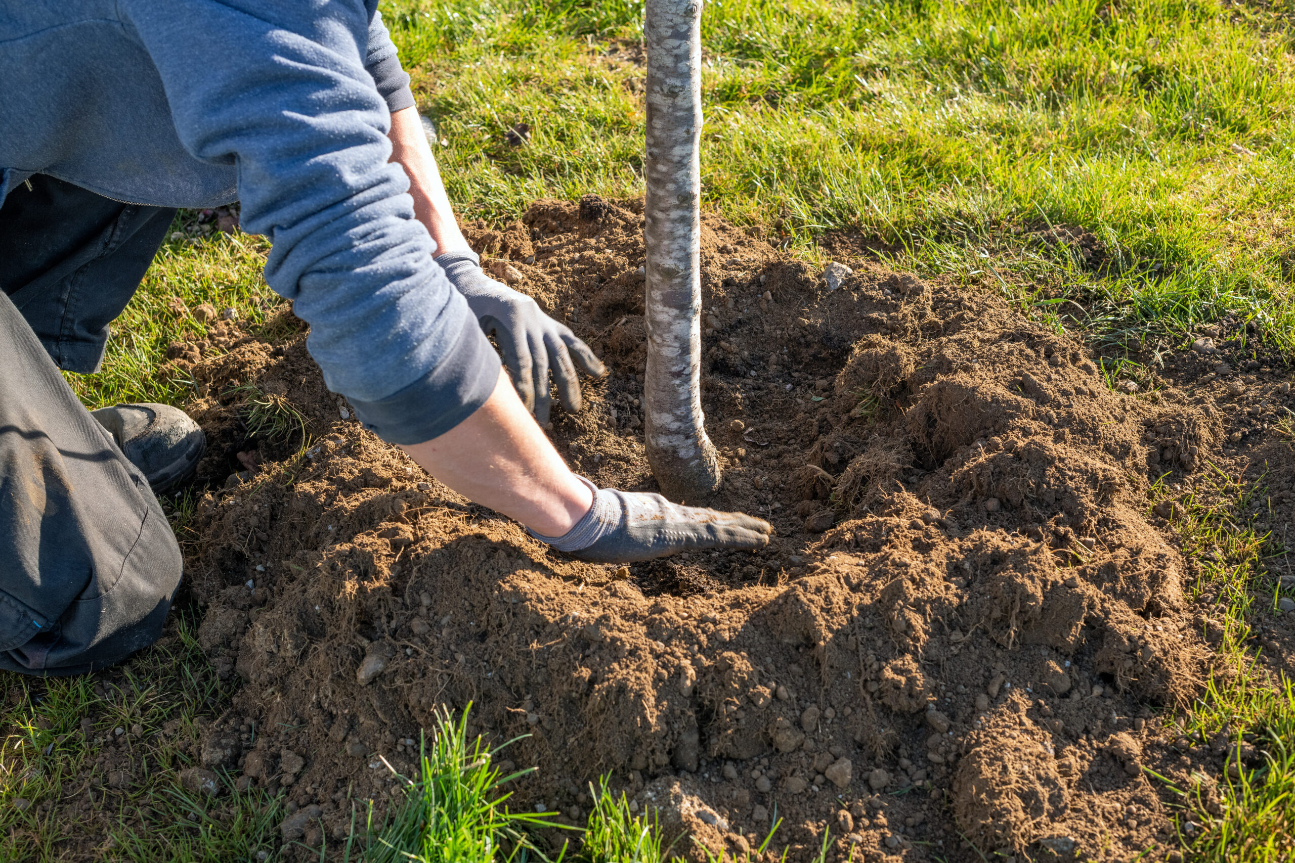 découvrez les bienfaits de la plantation d'arbres pour l'environnement et la biodiversité. participez à des initiatives locales et apprenez comment contribuer à un avenir durable.