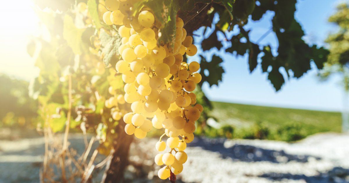 ombrieres-solaires-innovantes-pour-vignobles-du-sud-ouest-1 Agriculture innovante : les premières ombrières solaires s'invitent au-dessus des vignobles du Sud-Ouest