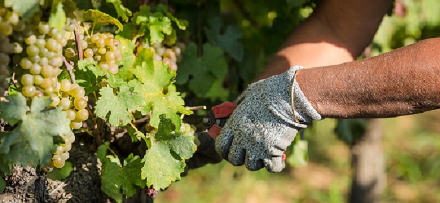 viticulteurs-des-cotes-du-rhone-rejettent-lagrivoltaisme Agrivoltaïsme en Côtes-du-Rhône : les viticulteurs rejettent l'installation de panneaux solaires sur leurs terroirs